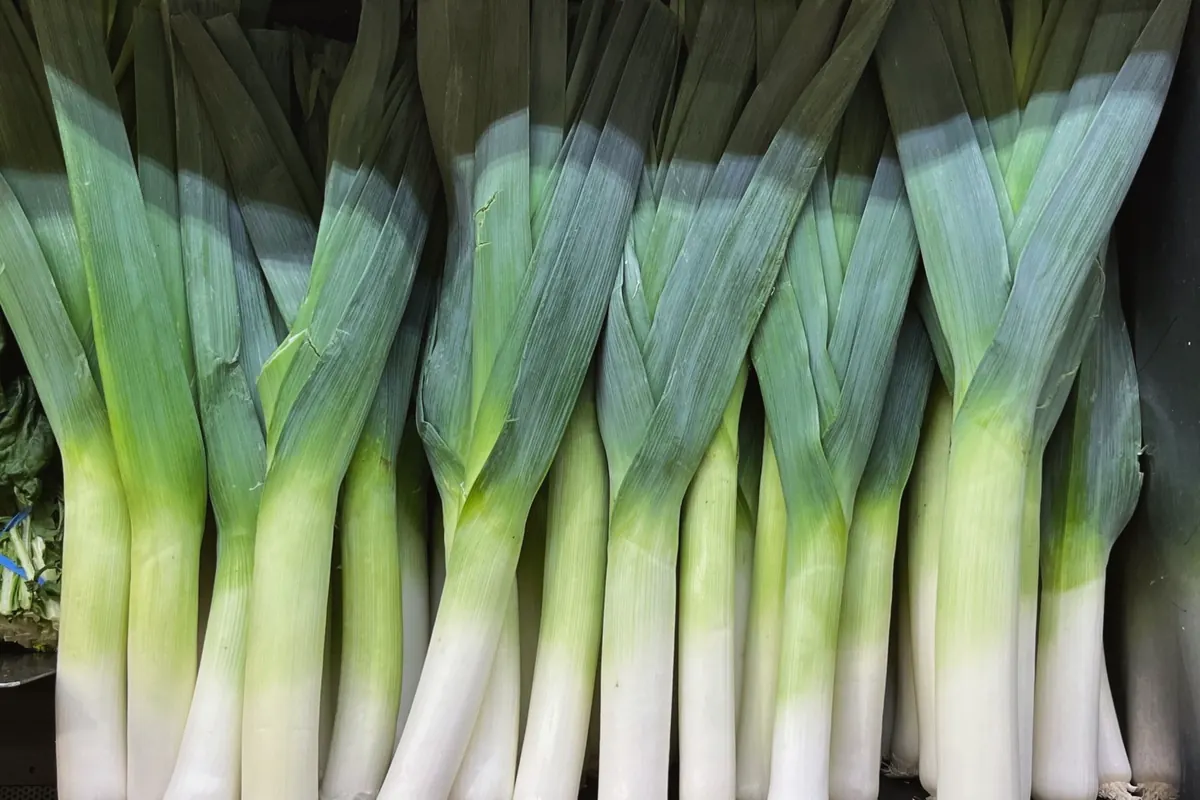 Hele prei met blad en aarde op donkere ondergrond